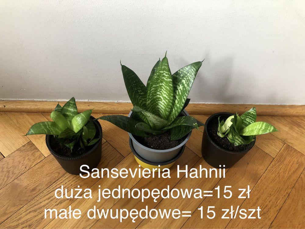 Rośliny doniczkowe: epipremnum, filodendron, sansevieria, zielistka!