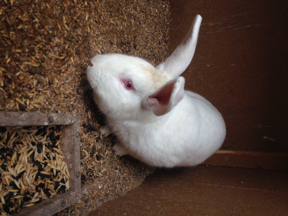 Кроликов породы  Белый Паннон