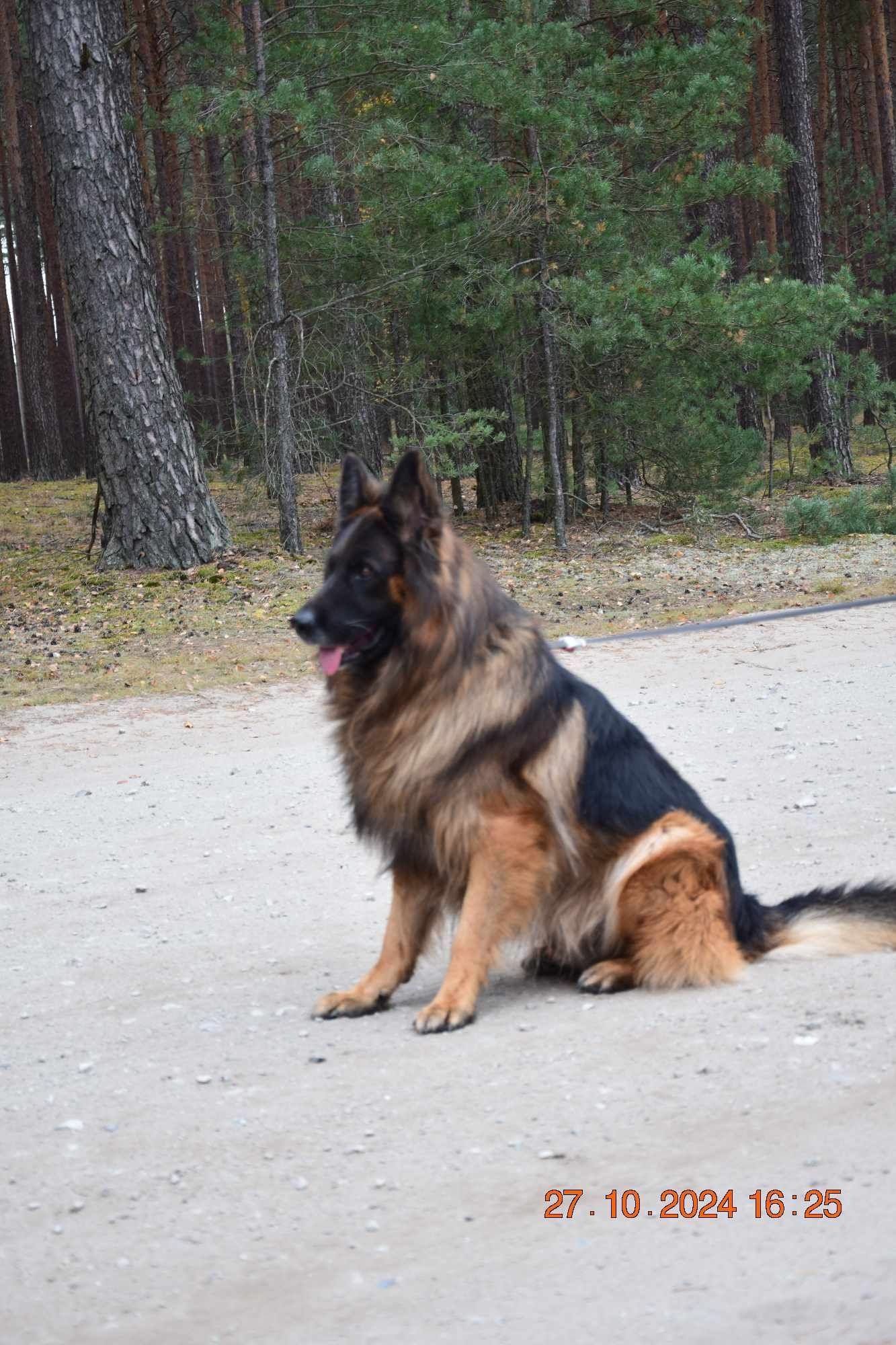 Owczarek Niemiecki Długowłosy! Szczeniak !