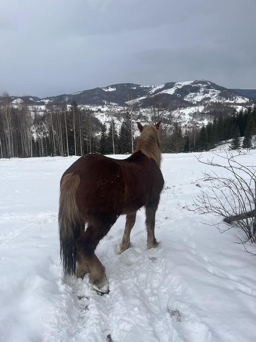 Продам файного коника