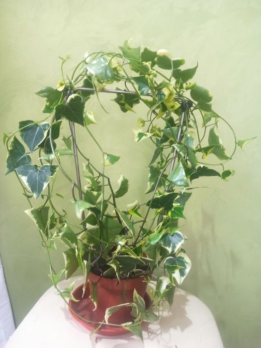 Суккуленты распродажа