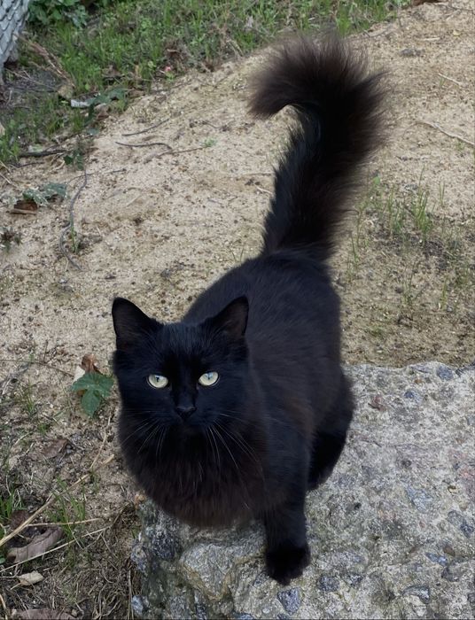 Отдам подрощенных котят ( 5 мес)