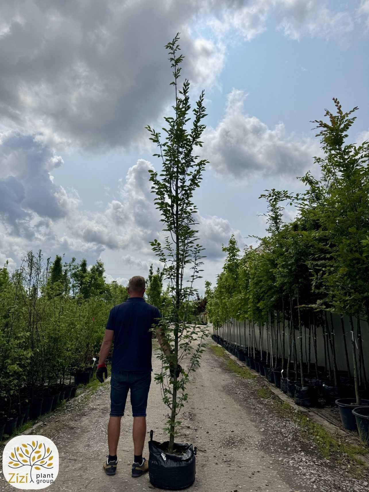 Carpinus betulus Fastigiata, Grab pospolity, obwód 8-10, 10-12,12-14cm