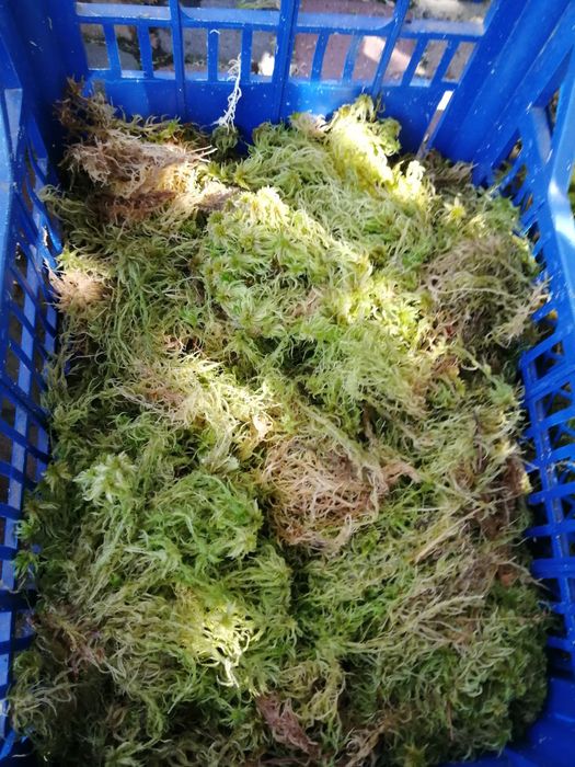 Живий Мох сфагнум.1 л  27 грн