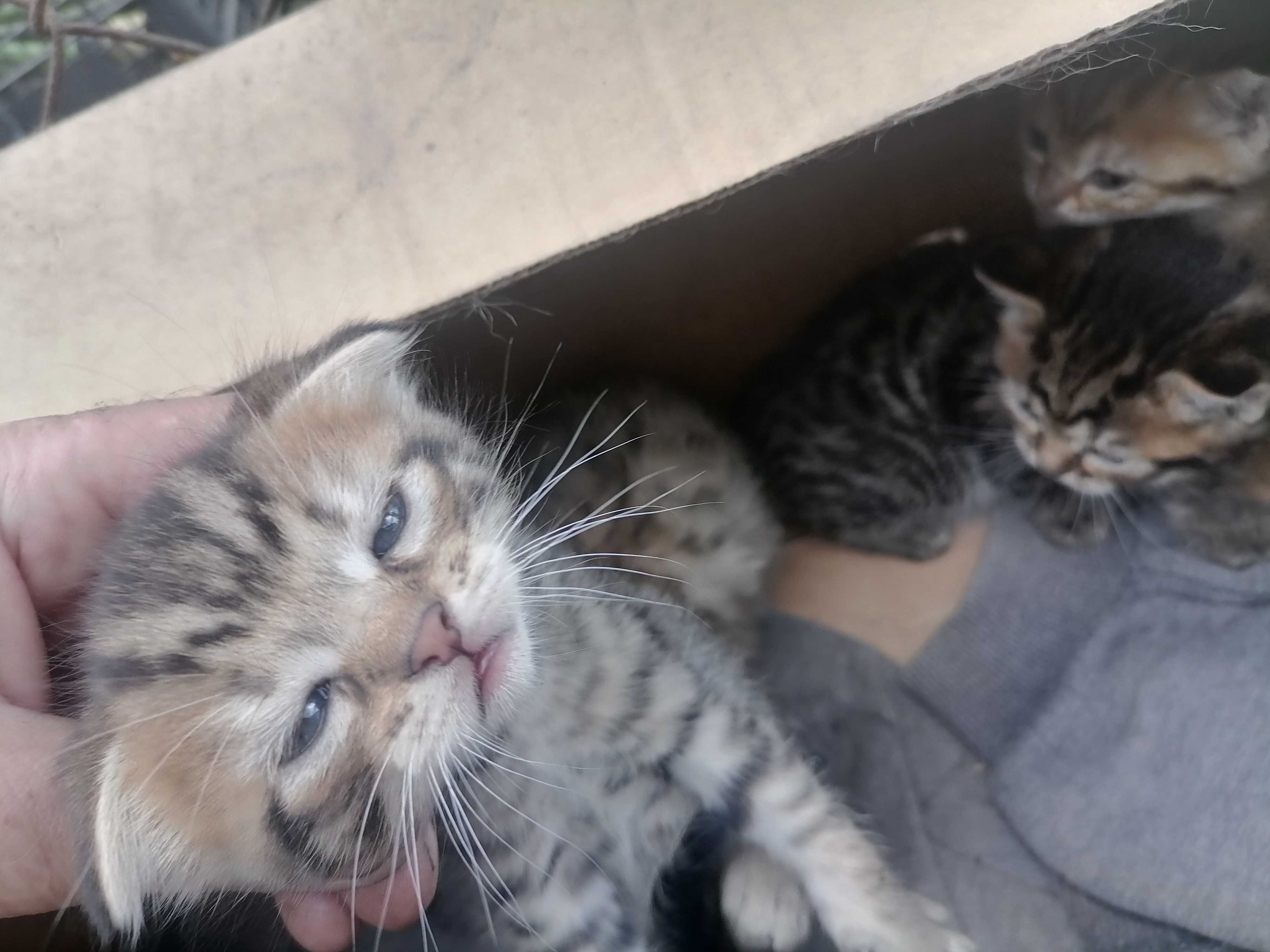 Котята вислоухие