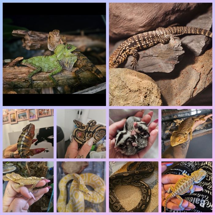 Jaszczurki weze zbozowy agama scynk teju gekon