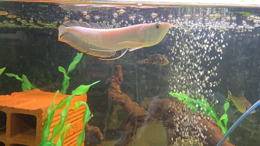 Arowana Albina 25/30cm
