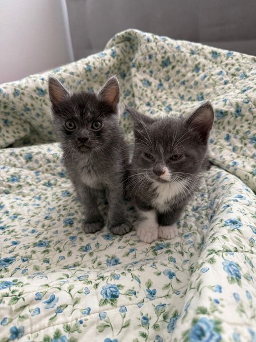 Безкоштовно кошенята