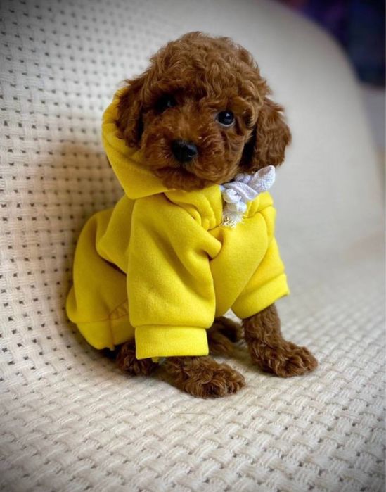 Premium Vip teddy micro Мальтипу