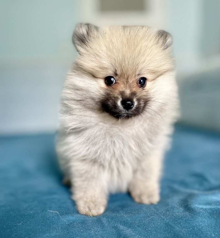 Szpic miniaturowy/pomeranian/sunia