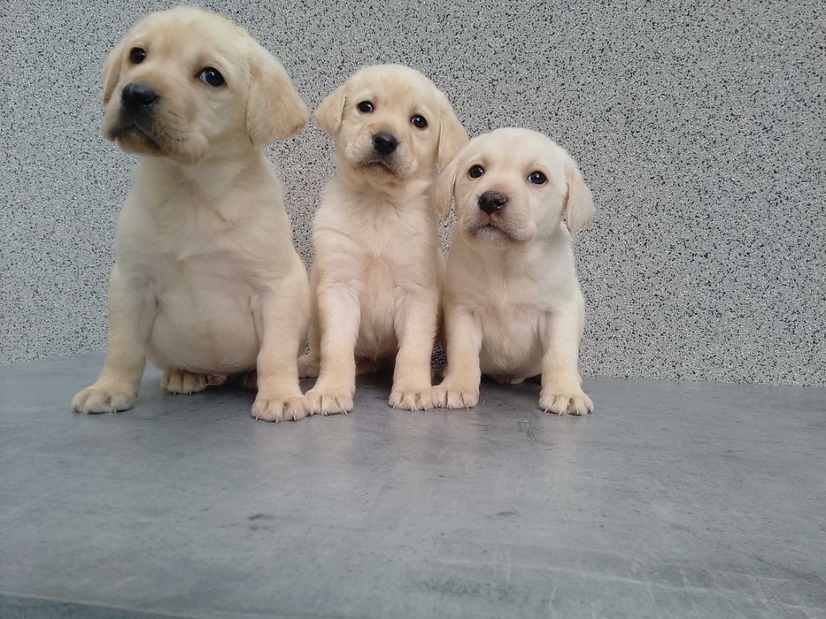 Labrador Retriever szczeniaczek biszkoptowy