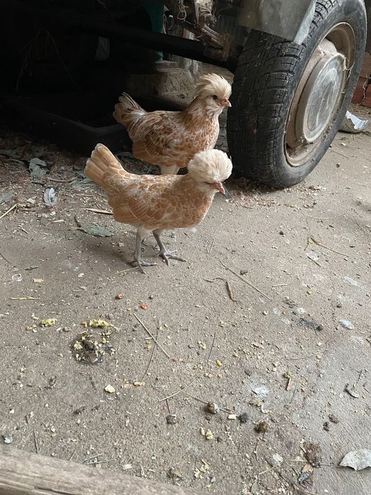 Trio paduanas Camurça