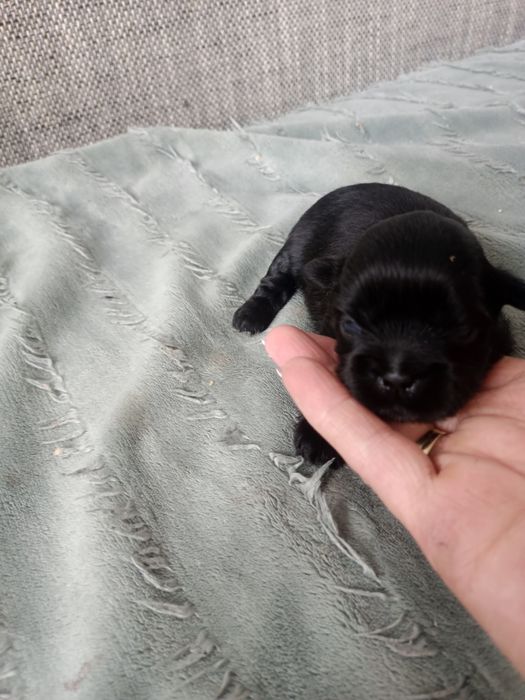Shih tzu Czarny z Rodowodem