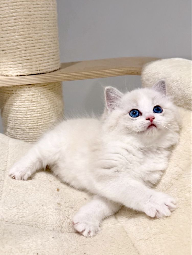 Kot Ragdoll, kocurek seal bicolor i kotka lynx - gotowe do zmiany domu