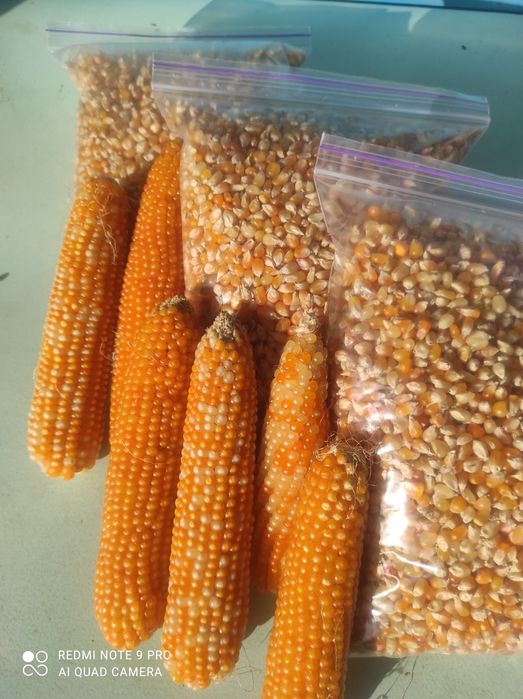 Кукурудза для попкорну,вищий гатунок