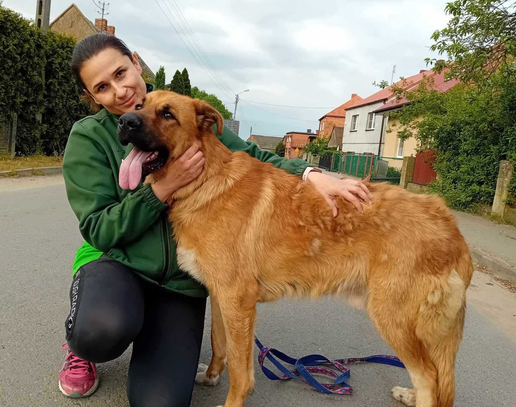 POMOCY !! 1 roczny, molosowaty, łagodny olbrzym PILNIE do adopcji