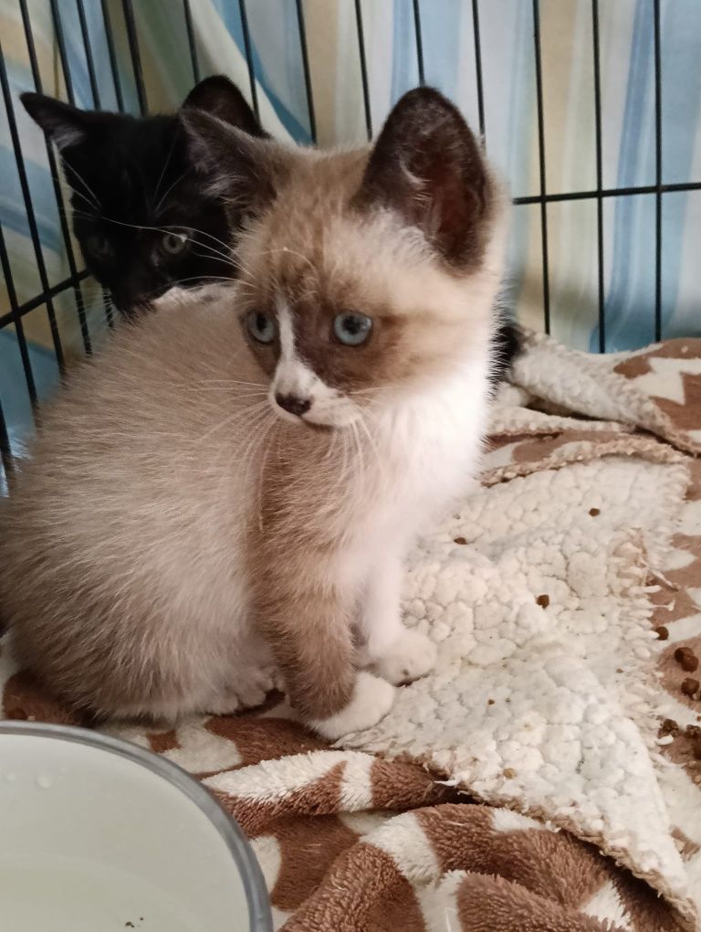 Mel- gatinha bebe para adoção responsável