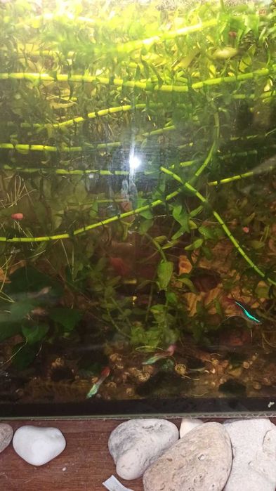 Водоросли. Пучок 5 грн.