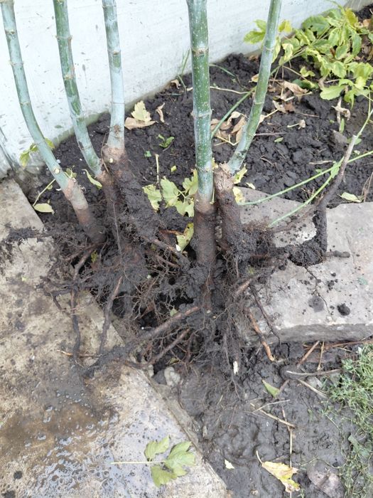 Клен ясенелистий "Фламінго",сакура плакуча "Кіку шидаре"