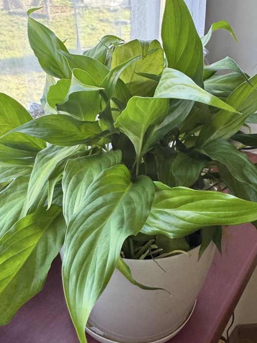 Skrzydłokwiat sadzonki