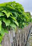 KATALPA  ’NANA’ od 220 cm