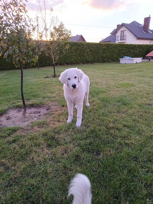 Owczarek podhalański