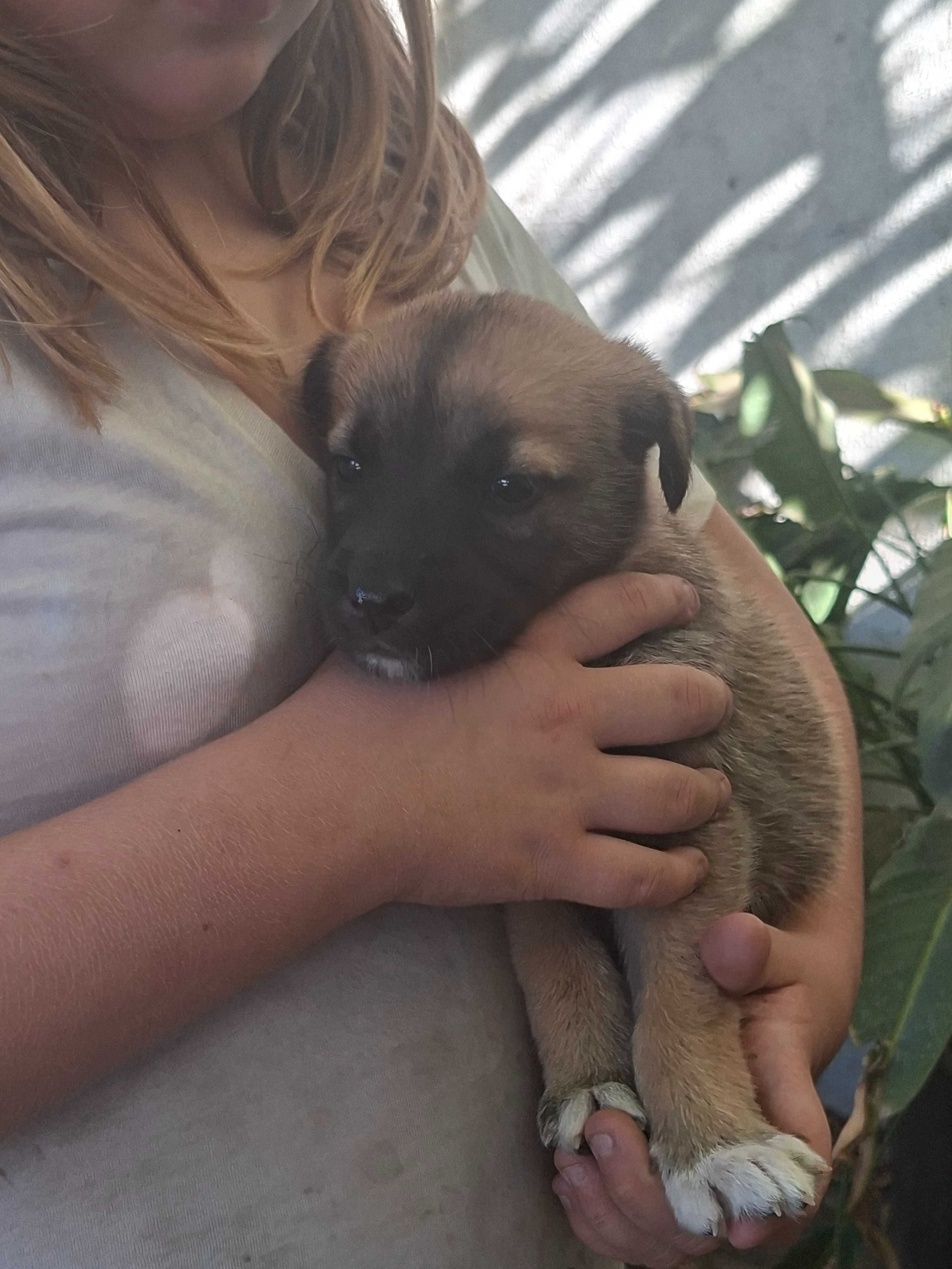 lindos cachorrinhos para adoção