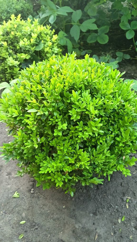 Bukszpan zimozielony 30 do 40 cm
