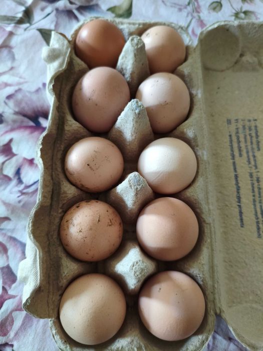 Jajka wiejskie od szczęśliwych kurek