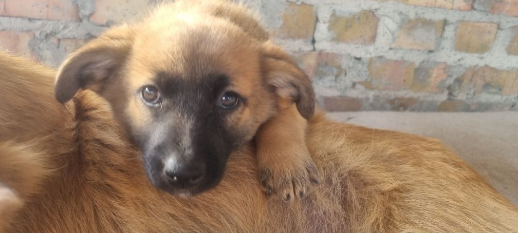 Віддаємо у добрі руки цуценят