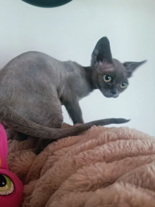 Kotka Devon rex niebieska