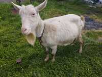 Продам козу дойну