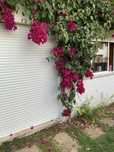 Dou limoeiro, pessegueiro, ameixoeira e bougainvilea