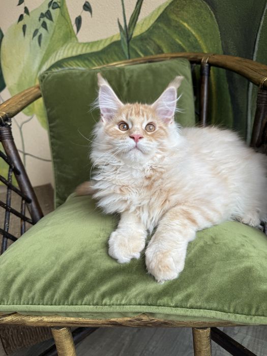 Продається Кіт Мейн кун