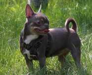 Adopcja chihuahua czytać ogłoszenie