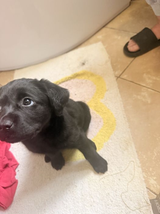 Цуценята лабрадора