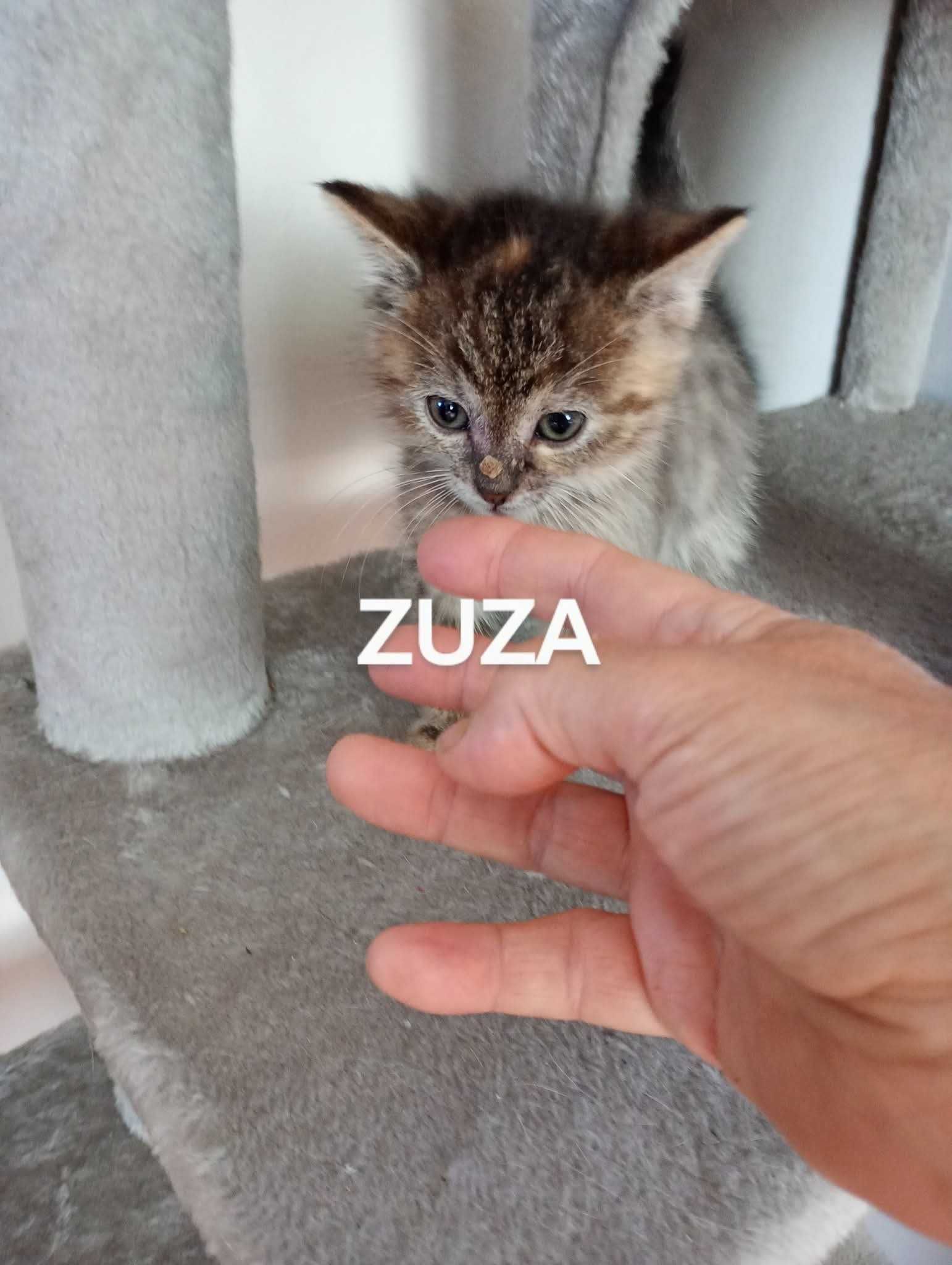 Kotek do adopcji