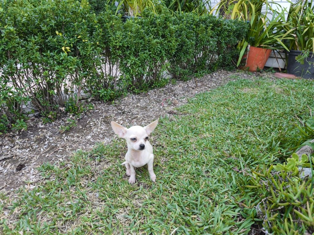 Chihuahua fêmea de pelo curto disponível para entrega imediata