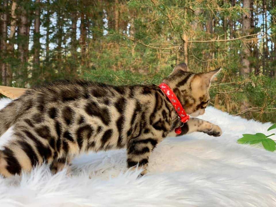 Kocurek Bengalski  Ayahuaska*PL.Gotowy do odbioru.