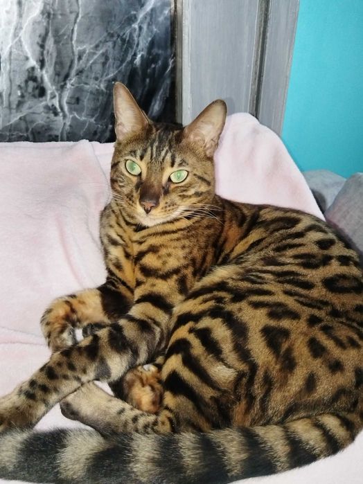 Koty rasowe bengalskie