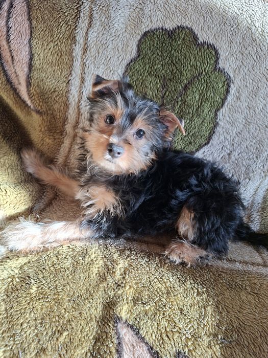 Sprzedam Yorka Yorkshire Terrier chłopczyk