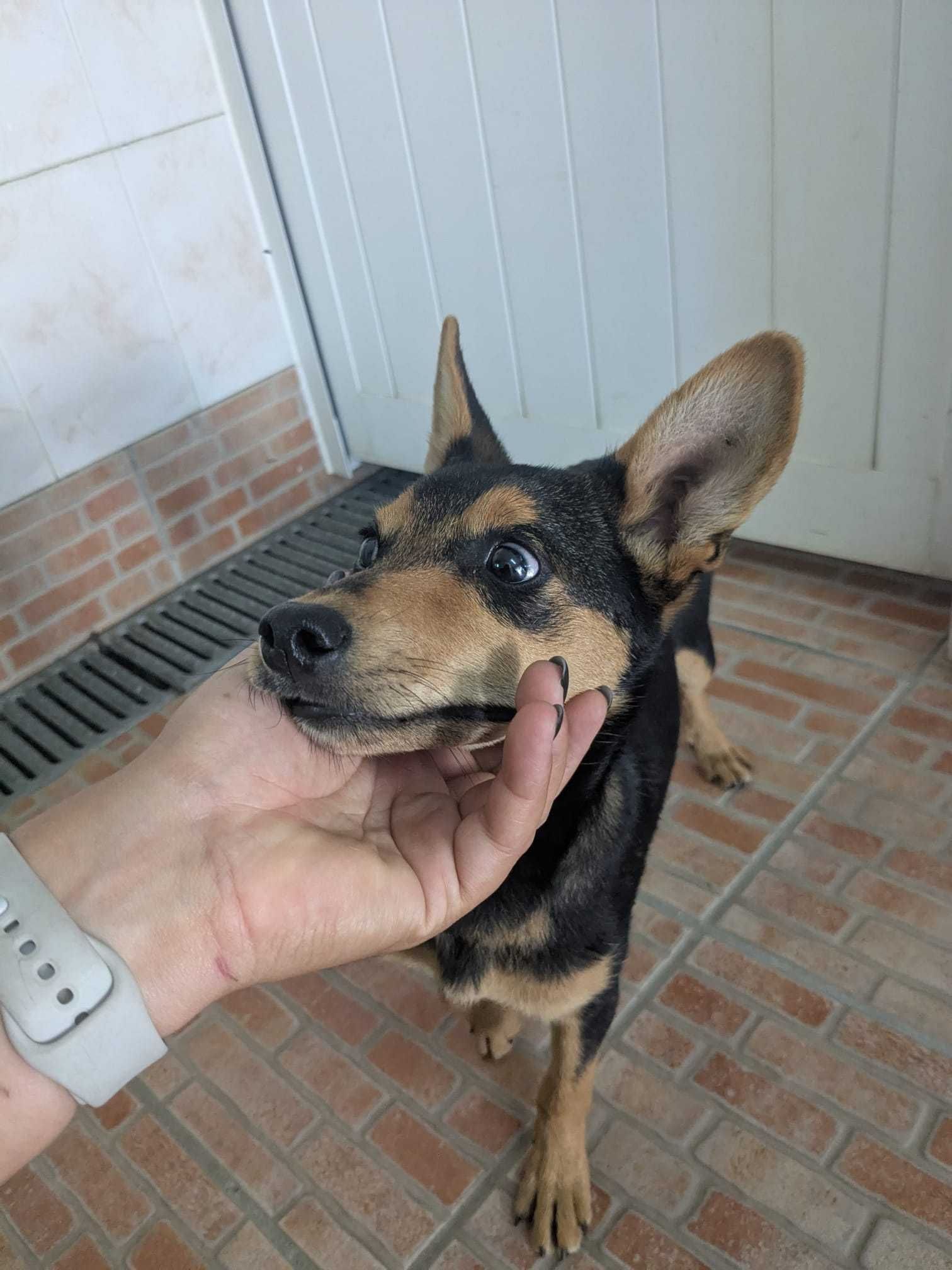 Cão bebé (aproximadamente 4 meses) macho