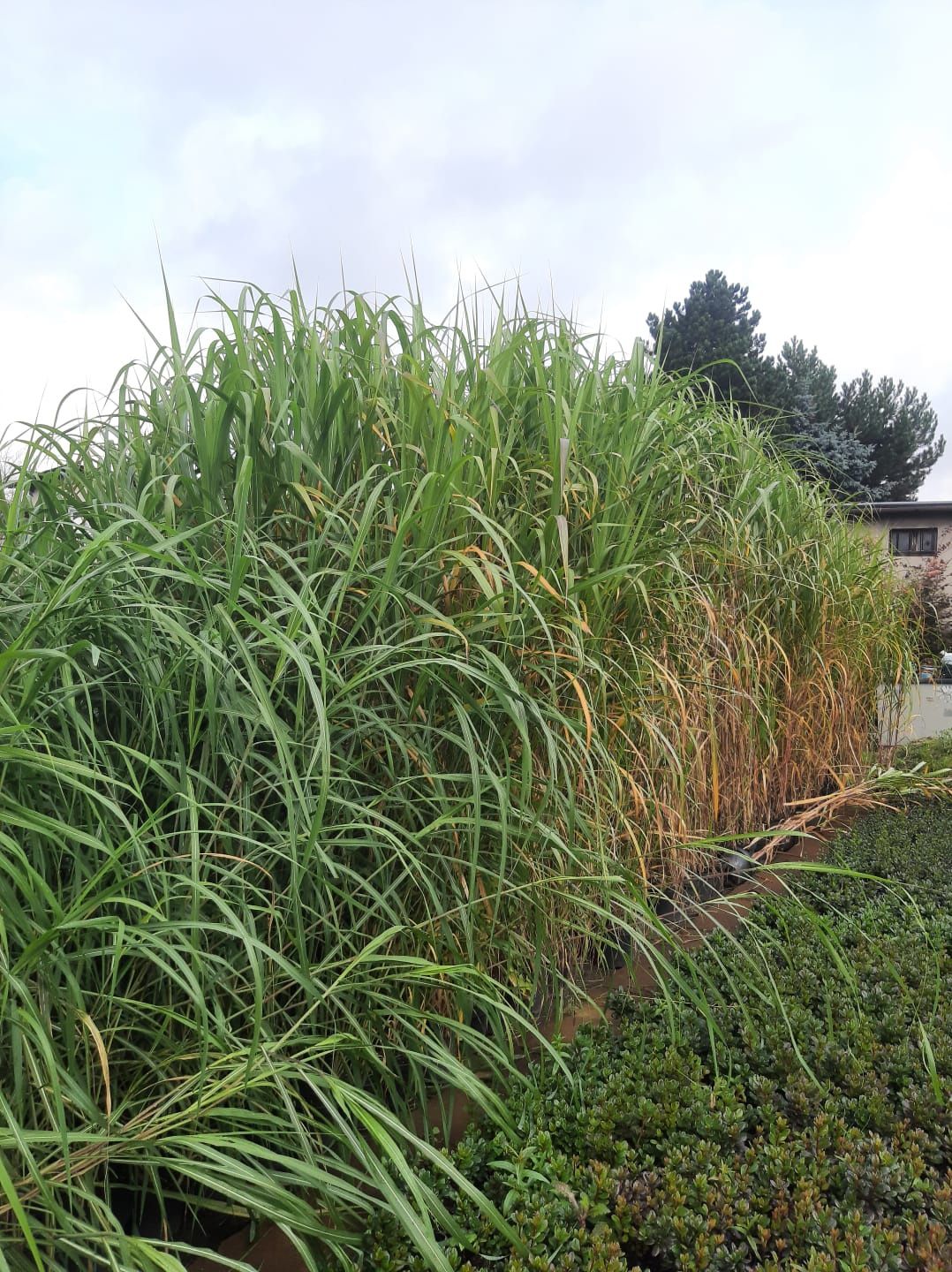 Miskant olbrzymi Miscanthus giganteus doniczka 3L