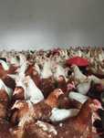 KURY NIOSKI z JAJKIEM Green Shell Dominant Lohmann Messa Rossa Leghorn