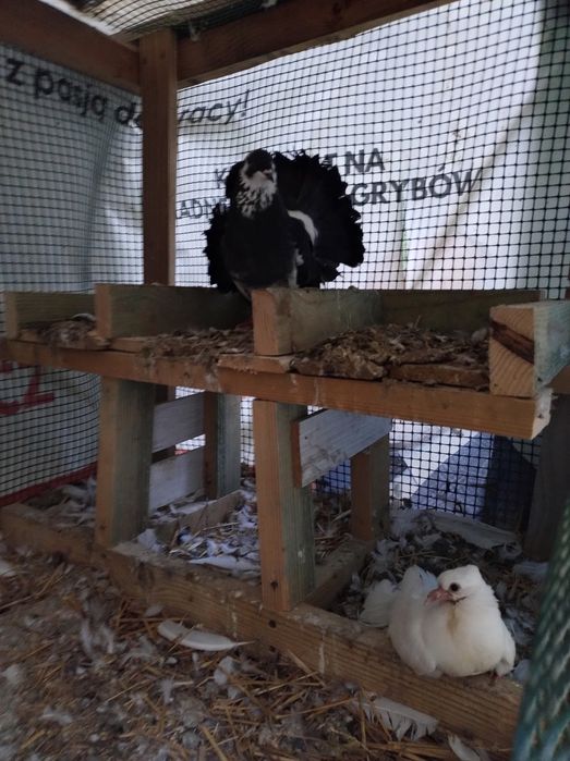 Gołębie pawiki dorosłe