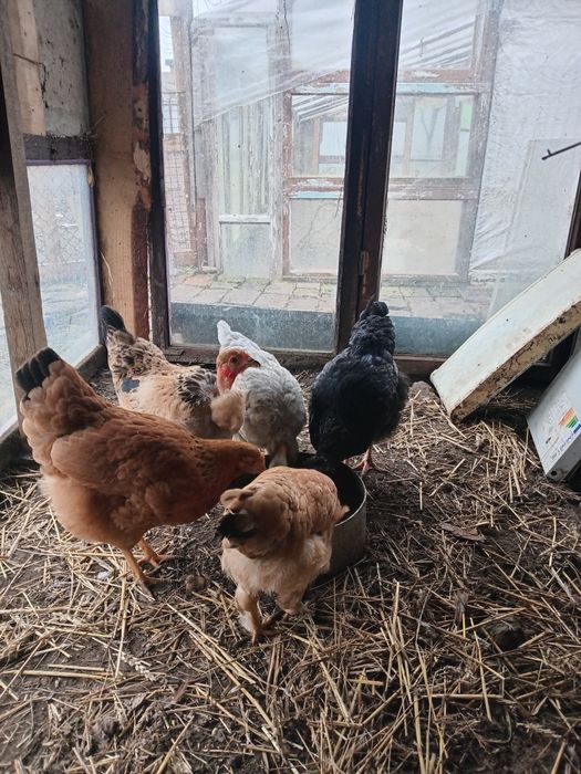 Курчата 3-х місячні ...