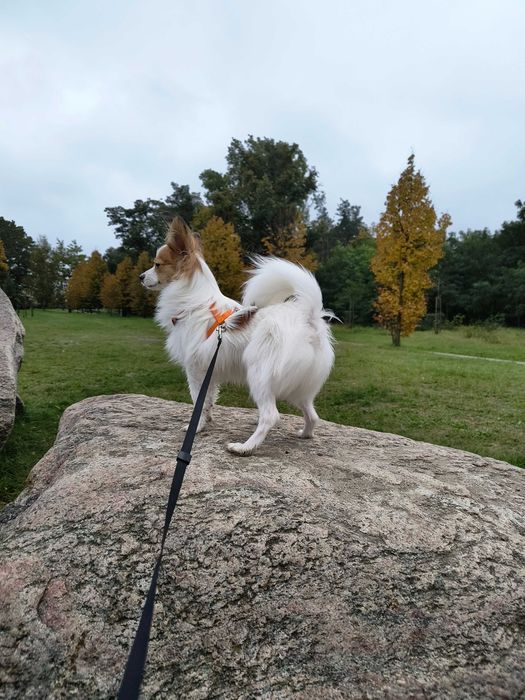 Papillon piesek import