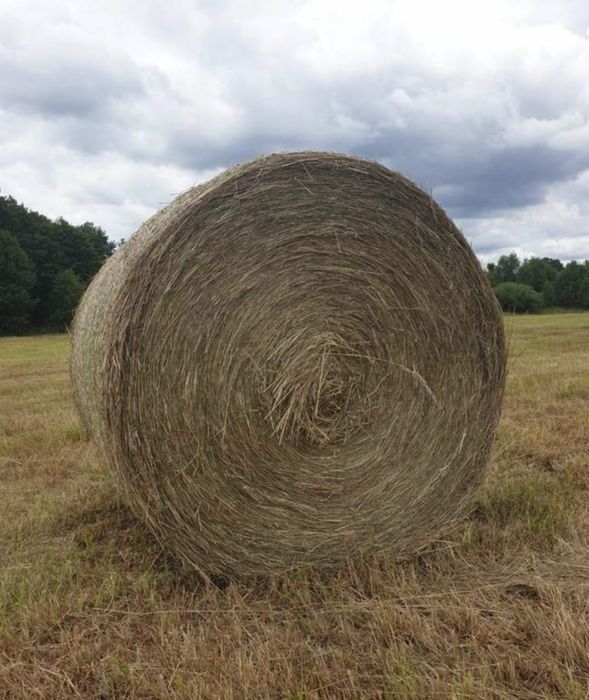 Sprzedam bele tegoroczne