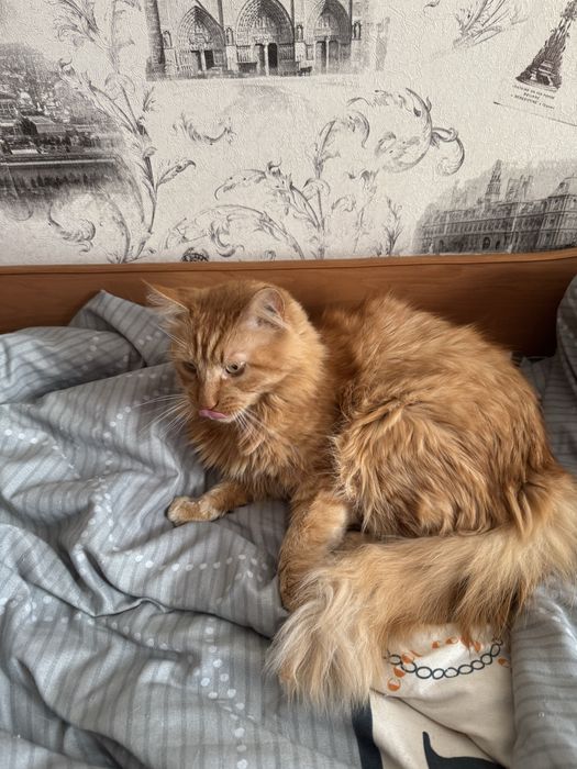 Віддам кота Степана