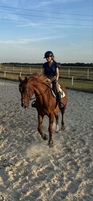 Wydzierżawię konia